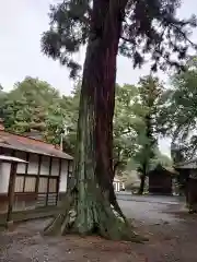 村檜神社の自然