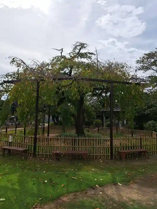 妙行寺(千葉県)