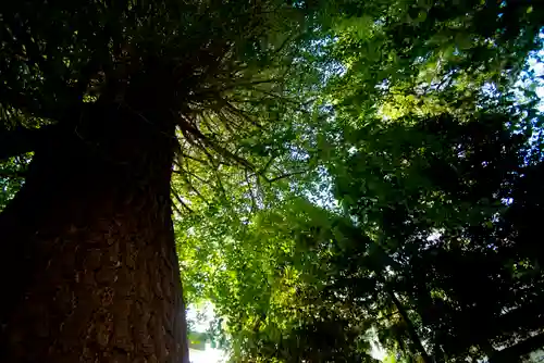 一山神社の自然