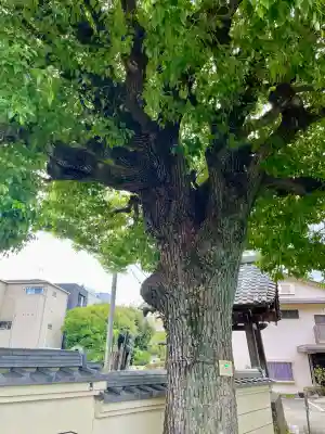 宗林寺(東京都)