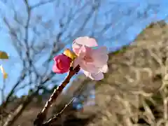 普門寺(切り絵御朱印発祥の寺)の自然