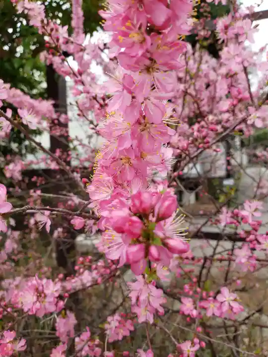 鷺宮八幡神社の自然