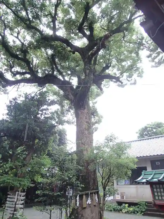 八雲神社(鎌倉・大町)の自然