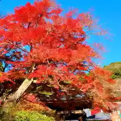 普門寺(切り絵御朱印発祥の寺)(愛知県)