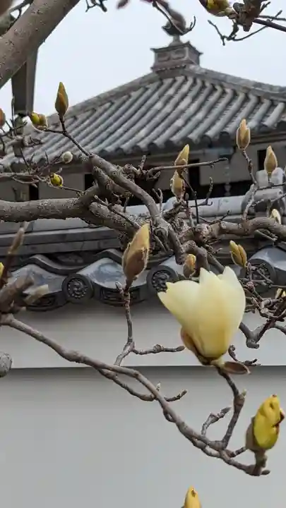 圓光寺(円光寺)(京都府)