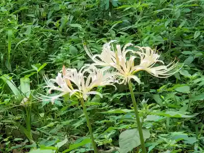 夢野八幡神社の自然