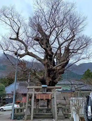 住吉神社（彌彦神社境外末社）の自然