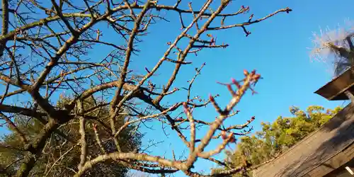 平野神社(京都府)