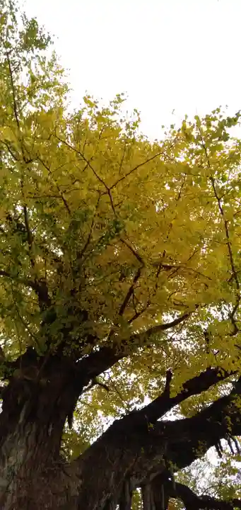 國分寺(国分寺)の自然