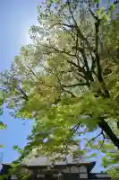 妙高寺(新潟県)