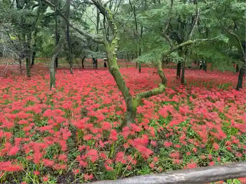 高麗神社(埼玉県)