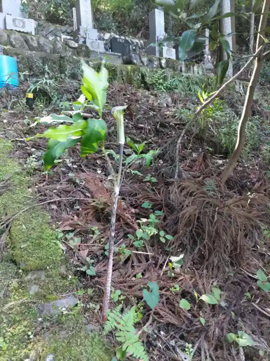 (廃寺)千手院のお墓