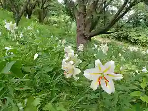 白狐山光星寺(山形県)(2024年07月16日(火) 21時20分56秒投稿)