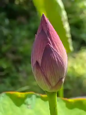 妙蓮寺(神奈川県)