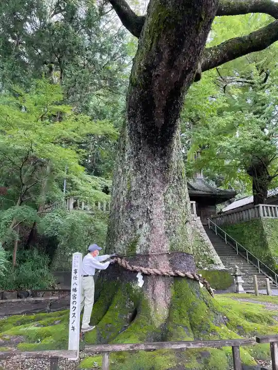 事任八幡宮(静岡県)