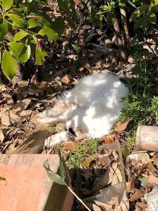 伏見稲荷大社の動物