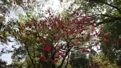 真清田神社の自然