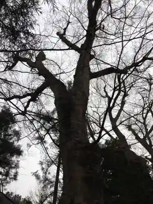 小坂神社の自然