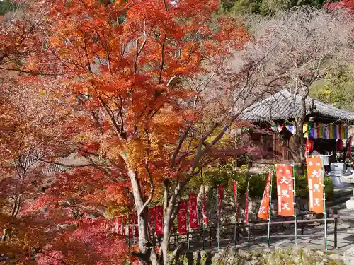 長谷寺の自然