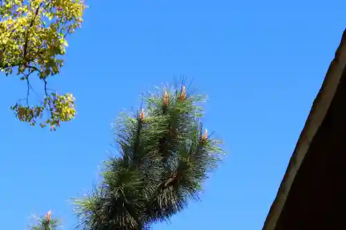 三津厳島神社の自然