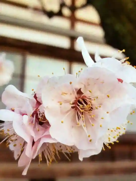 瑞円寺(東京都)