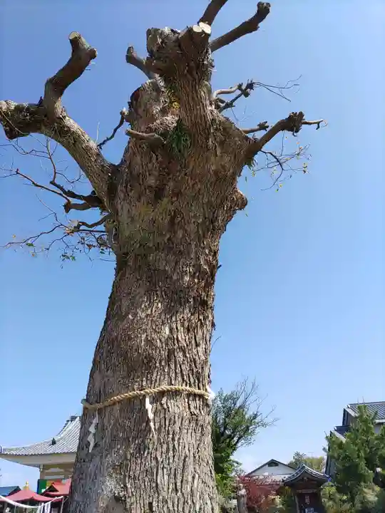 乙津寺 (鏡島弘法)(岐阜県)