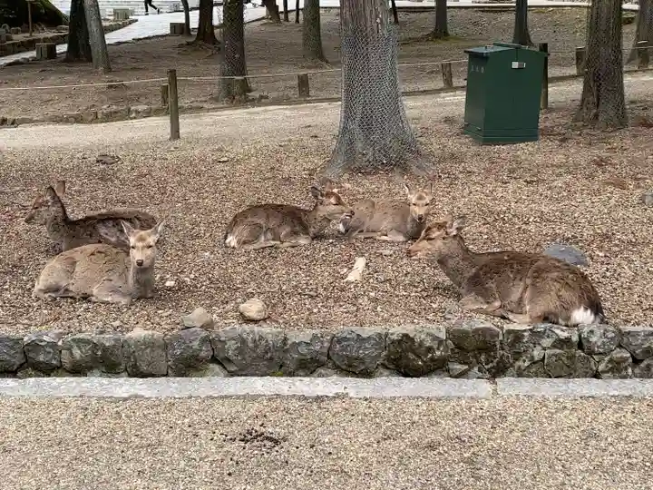 春日大社の動物
