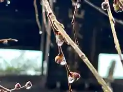 山家神社の自然