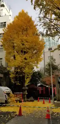 日本橋日枝神社の自然