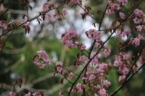 磐椅神社の自然
