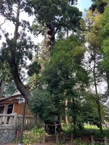 一幣司浅間神社の自然