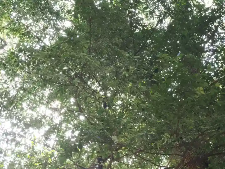 明治神宮(東京都)