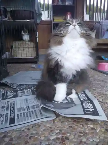 御誕生寺（猫寺）の動物