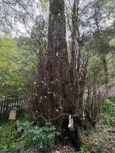 貴船神社結社(京都府)