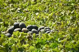 宝光寺の自然(2022年09月08日(木) 14時09分58秒投稿)