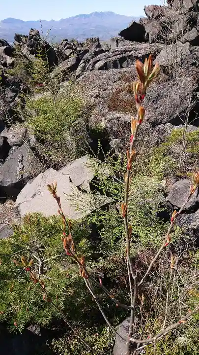 寛永寺別院浅間山観音堂の自然