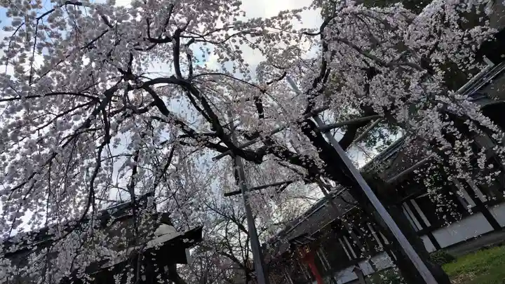 平野神社(京都府)