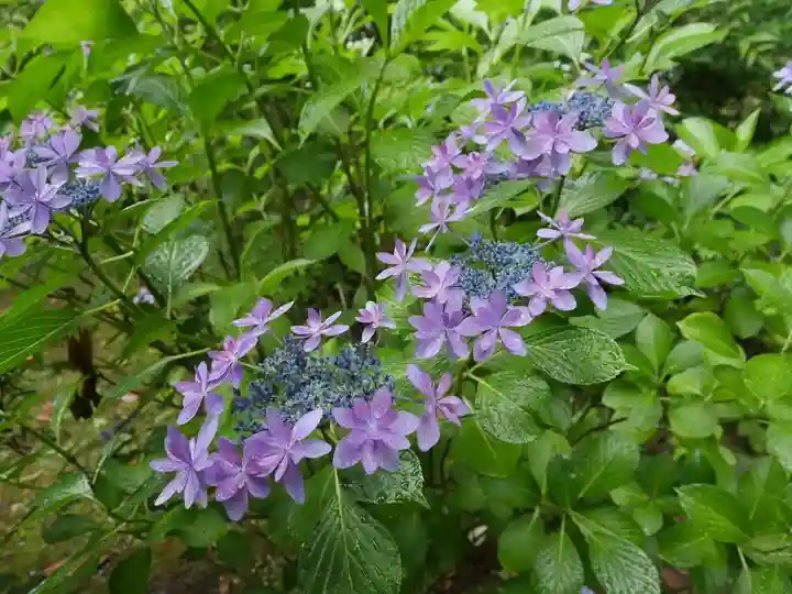 天台宗 長窪山 正覚寺の自然