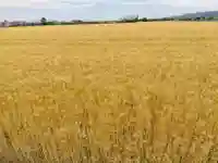 福井神社(福井県)