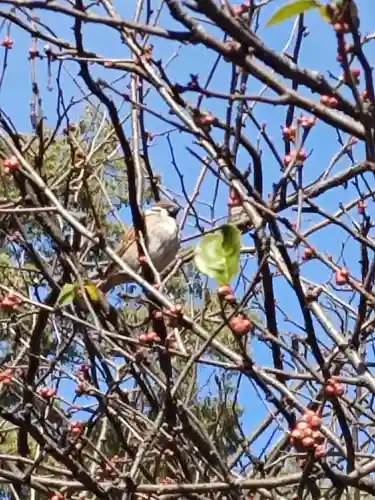 冠稲荷神社(群馬県)