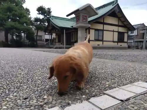 杉杜白髭神社(福井県)