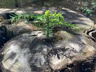 埴生神社(千葉県)