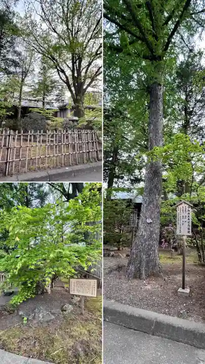 北海道神宮の自然