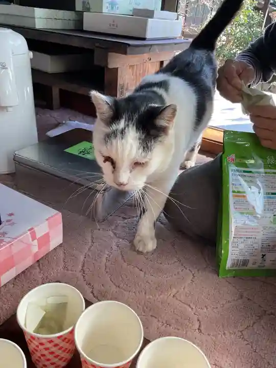 一心寺・一心禅寺の動物