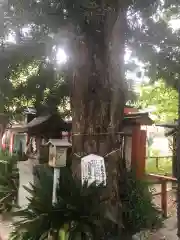 松山神社の自然