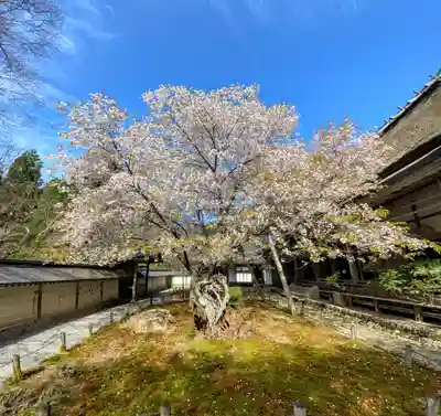 常照皇寺の自然