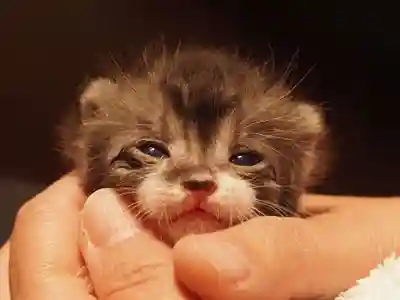 天王山 安楽寺(福井県)