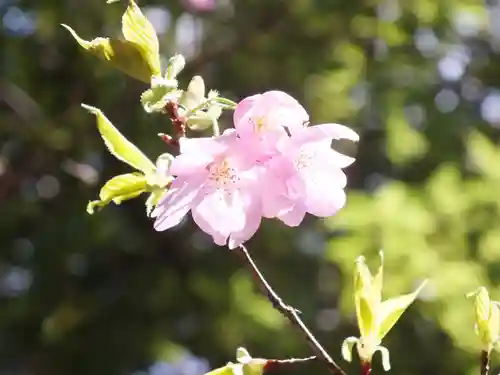 近江神宮の自然