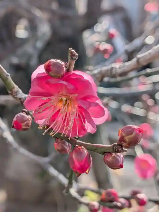 成願寺(東京都)