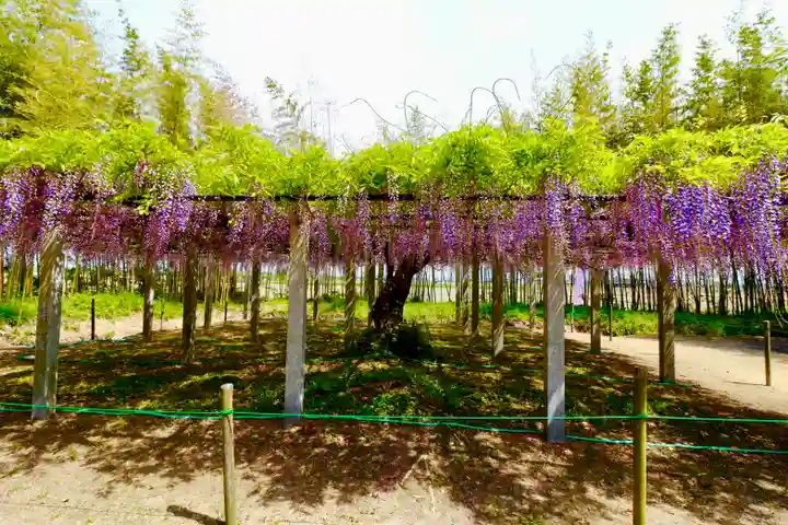 志那神社(滋賀県)
